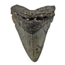 Fossiele Megalodon tand 7,5 cm