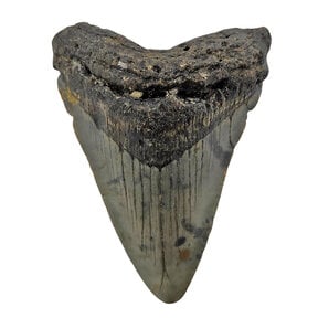 Fossiele Megalodon tand 7,5 cm