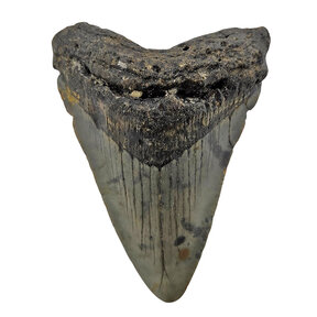 Fossil Megalodon tooth 7,5 cm