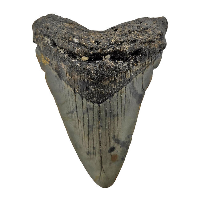 Fossiele tand van de Megalodon
