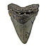 Fossil tooth of the Megalodon