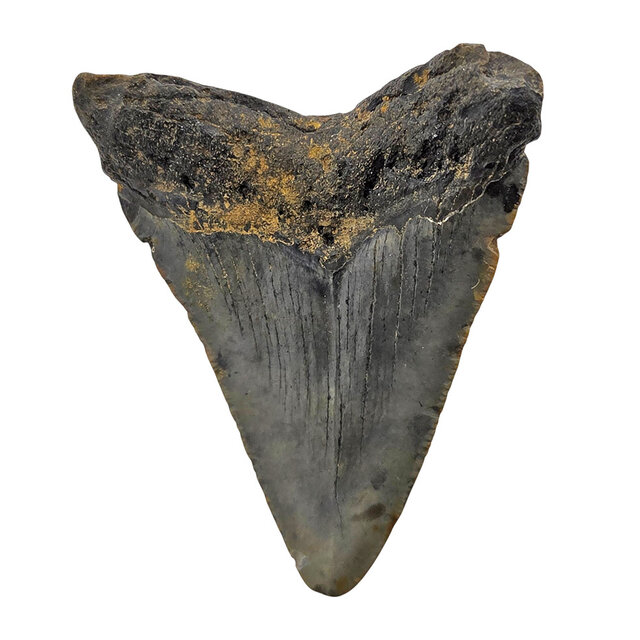 Fossiler Zahn des Megalodon