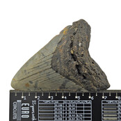 Fossiler Zahn des Megalodon