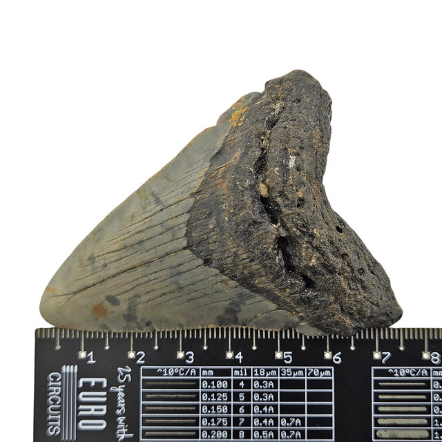 Fossiler Zahn des Megalodon