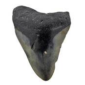 Fossil tooth of the Megalodon