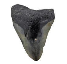 Fossiele tand van de Megalodon