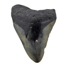 Fossiler Zahn des Megalodon