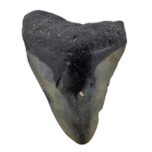 Fossil Megalodon tooth 7,5 cm