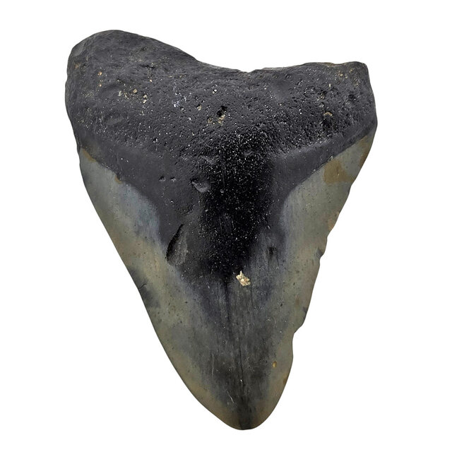 Fossiler Zahn des Megalodon