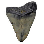 Fossiele tand van de Megalodon