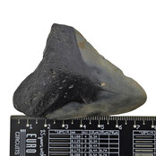 Fossil tooth of the Megalodon