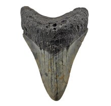 Fossiele tand van de Megalodon