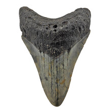 Fossil Megalodon tooth 8 cm