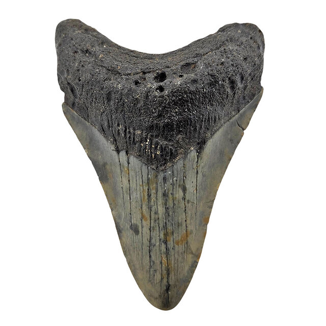 Fossiler Zahn des Megalodon
