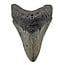 Fossiele tand van de Megalodon