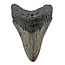 Fossiler Zahn des Megalodon