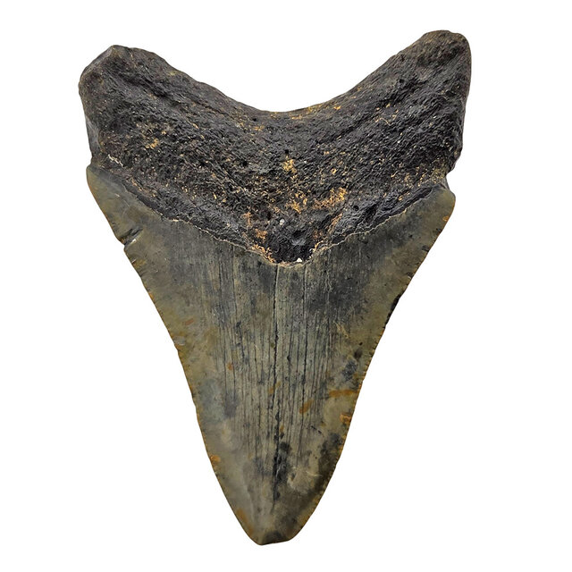 Fossiele tand van de Megalodon