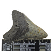 Fossil tooth of the Megalodon