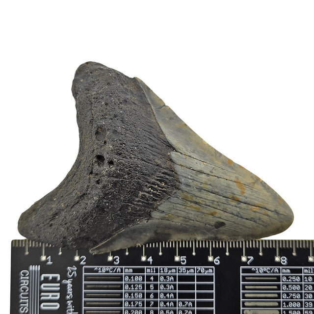 Fossiler Zahn des Megalodon