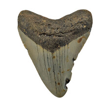 Fossil tooth of the Megalodon