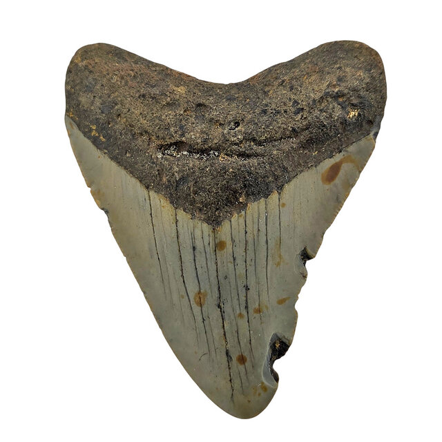 Fossil tooth of the Megalodon