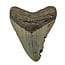 Fossiele tand van de Megalodon