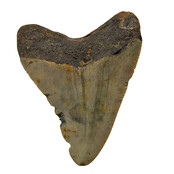 Fossiele tand van de Megalodon