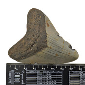 Fossil tooth of the Megalodon