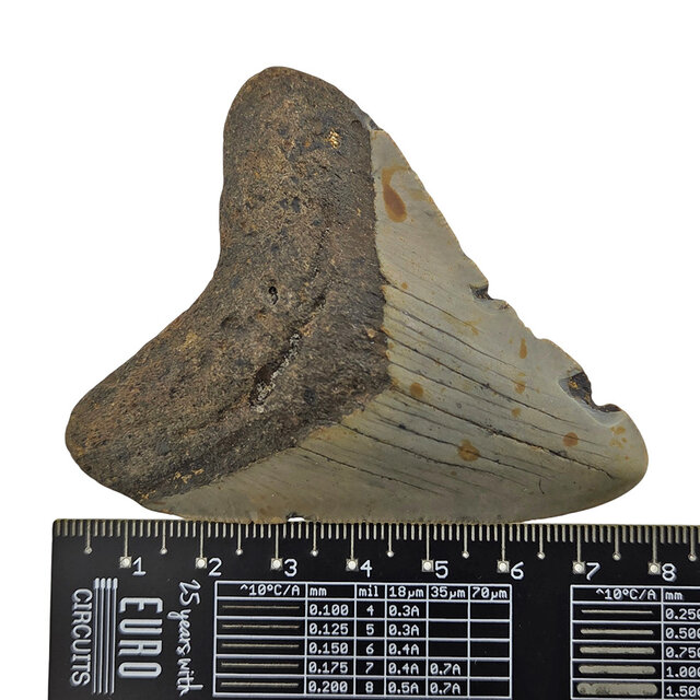 Fossiler Zahn des Megalodon