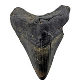 Fossil tooth of the Megalodon