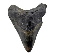 Fossiele tand van de Megalodon
