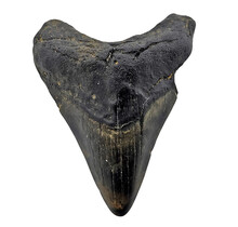 Fossiler Zahn des Megalodon
