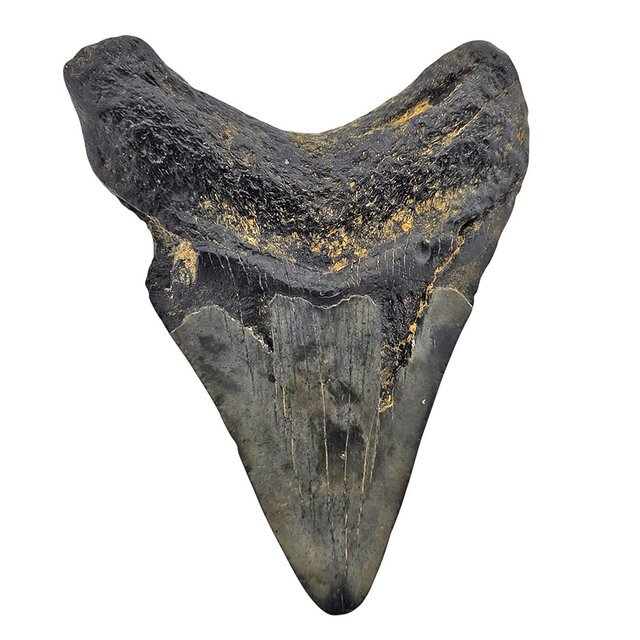 Fossiele tand van de Megalodon