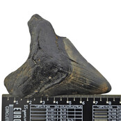 Fossil tooth of the Megalodon
