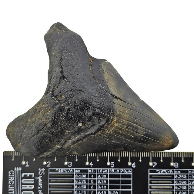 Fossiler Zahn des Megalodon
