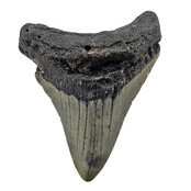 Fossil tooth of the Megalodon