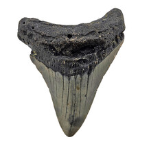Fossil tooth of the Megalodon