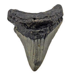 Fossil Megalodon tooth 8 cm