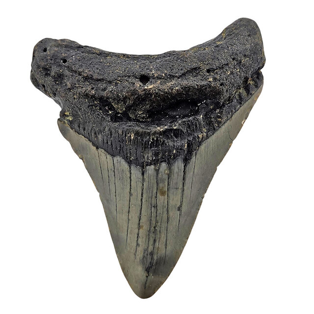 Fossiler Zahn des Megalodon