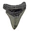 Fossiele tand van de Megalodon