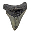 Fossil tooth of the Megalodon