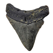 Fossiele tand van de Megalodon