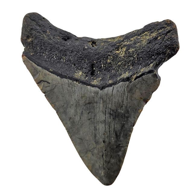 Fossiler Zahn des Megalodon