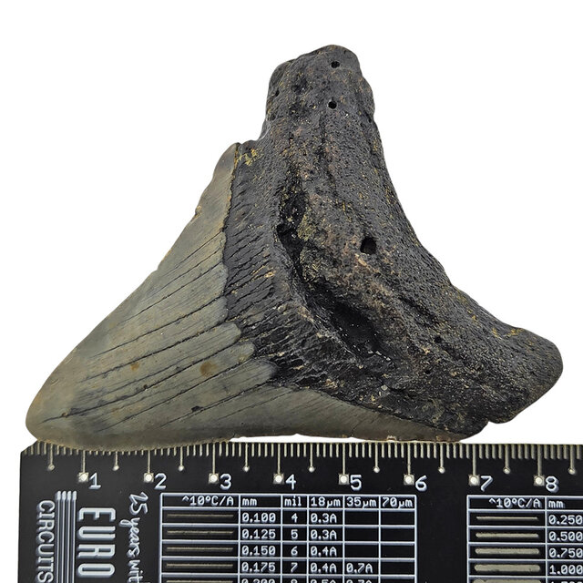 Fossiler Zahn des Megalodon