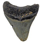 Fossil tooth of the Megalodon