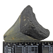 Fossiele tand van de Megalodon