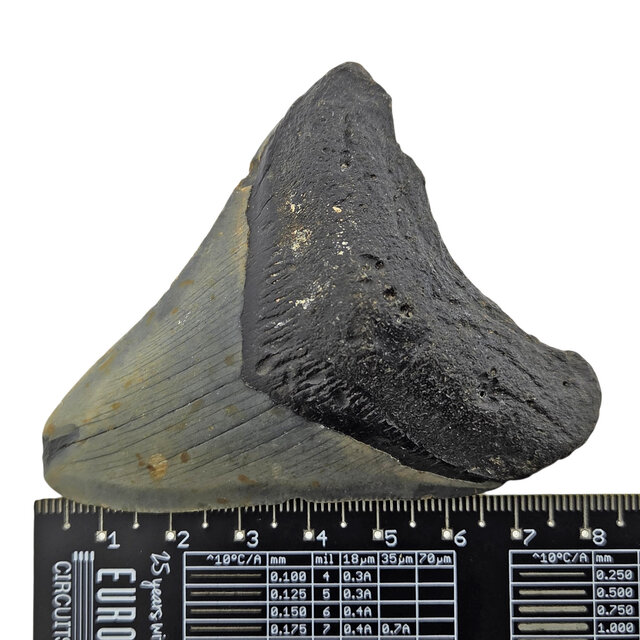 Fossiele tand van de Megalodon