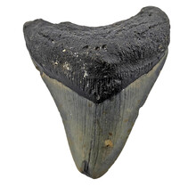 Fossiler Zahn des Megalodon