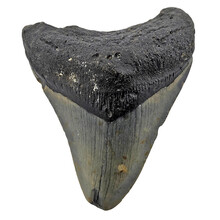 Fossil Megalodon tooth 8 cm