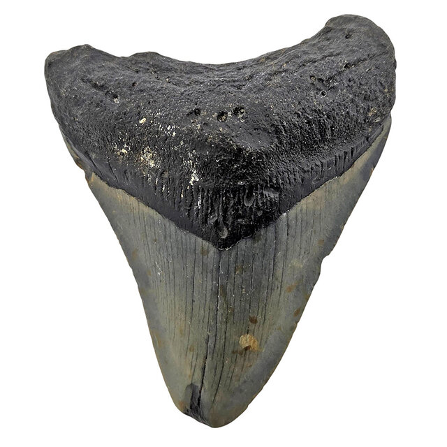 Fossiele tand van de Megalodon